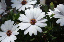 White Daisy Blossoms