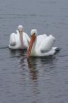 White Pelicans Swimming