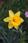 Yellow Daffodil Bloom