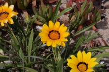Yellow Africano margarida flores