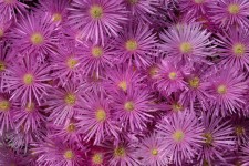 Aster Pink flores