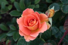Pink-Orange Rose Blüte mit Knospe