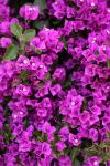 Bougainvillea With Purple Blossoms
