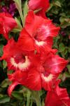 Röda och vita Gladiolus