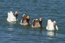 Quatro gansos nadando