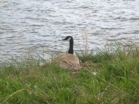 Canadese Geese