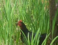 Csirke Tall Grass
