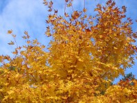 Листья осенью