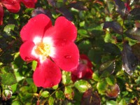 Wild Rose