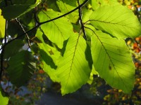 Bukového listí