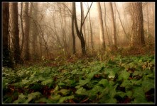 Forêt dans le brouillard