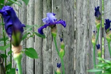 Kéttónusú Purple Irises
