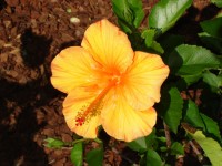 Гибискус Flower