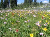 Mountain Wildflowers