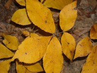 Frunze în fall