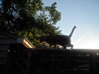 Katze bei Sonnenuntergang