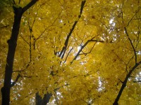 Leaves Fall