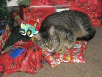 Cat karácsonyfa alatt