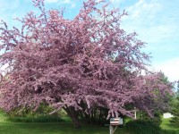 Blühenden Baum