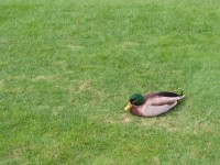 Duck on the Grass