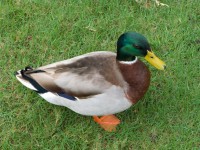 Mallard Duck