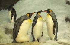 Pingouins