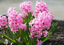 Pink Hyacinths