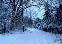 Snowy den