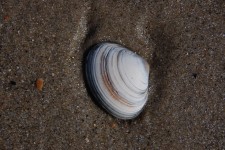 孤立shell