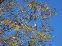 Păsări şedinţei în tree