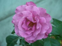Pink Rose