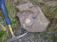 Ammonite et rockhammer