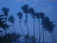 棕榈trees