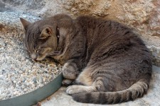 Szürke macska alszik