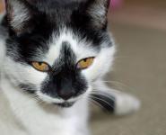 Fekete-fehér macska
