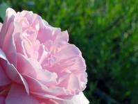 Pink rose closeup