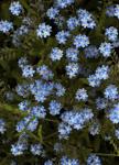 Forget-me-not