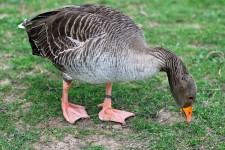 Hungry goose