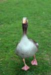 Curious goose