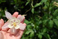 Pale rosa Blume