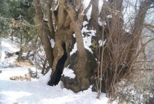 Arbore de castane