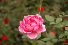розовый цветок