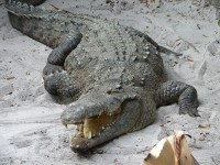 Crocodilul