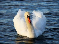 Swan Pride