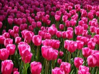 Pink tulipany