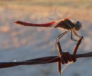 Dragonfly a drát