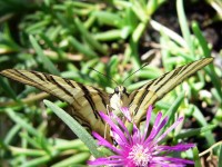 Scarce Swallowtail 6