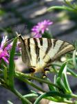 Scarce Swallowtail 8