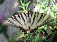 Scarce Swallowtail 11