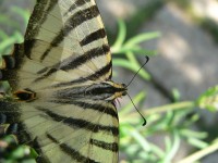 Swallowtail escasso 12